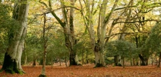  Die Wälder 